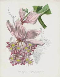 La magnifica Medinilla, Medinilla Magnifica